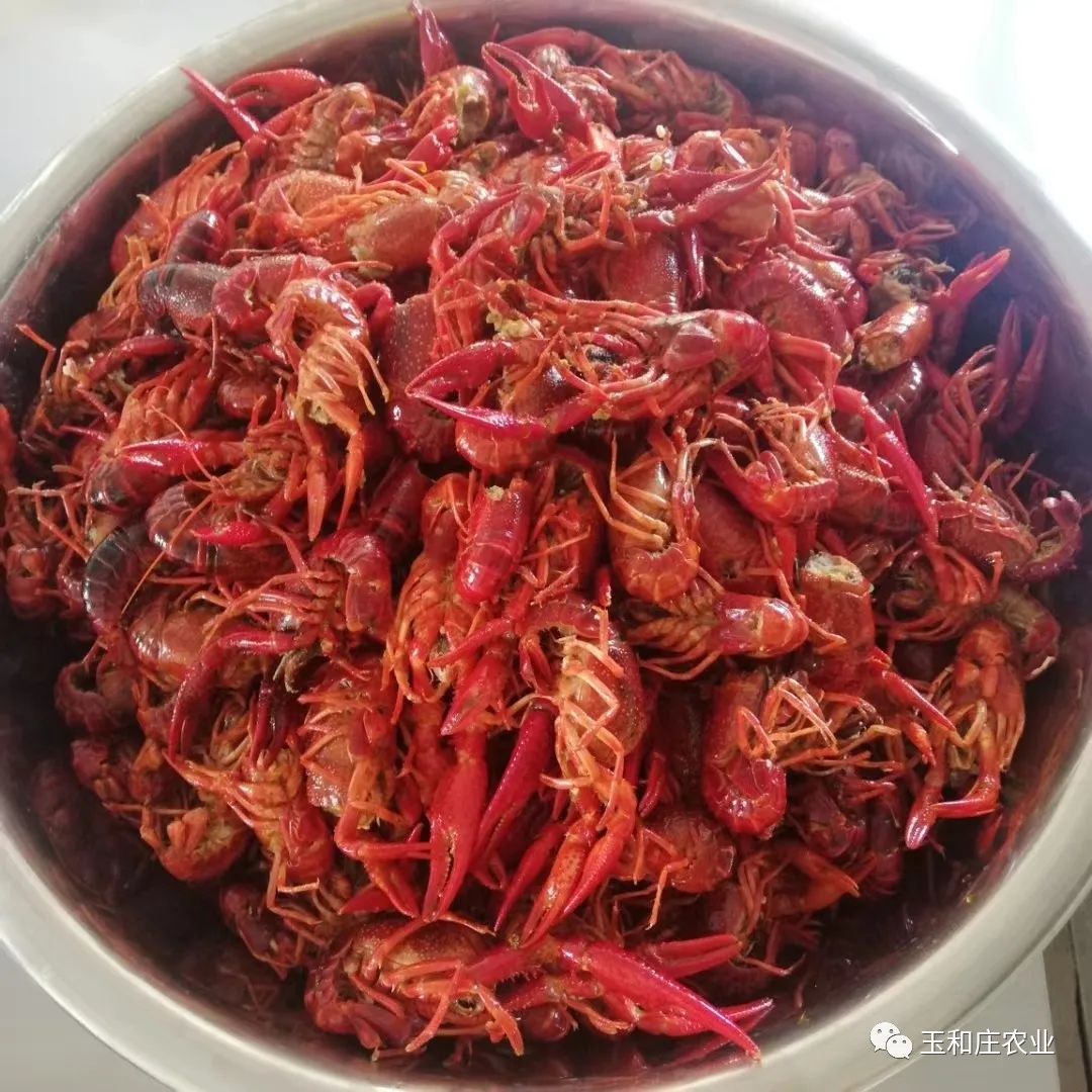 玉和莊園，六月龍蝦優(yōu)惠節(jié)！